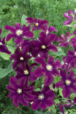 Clematis 'Warszawska Nike'