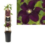 Clematis 'Warszawska Nike' - Obrázek 3