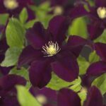 Clematis 'Warszawska Nike' - Obrázek 2
