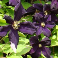 Clematis 'Romantika', 70 cm