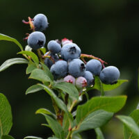 Vaccinium corymbosum ´Burlington´, 40+ cm