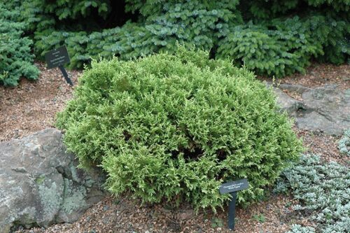 Chamaecyparis pisifera 'White Pygmy' - Obrázek 1