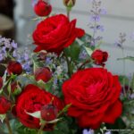 ROSA KORDES 2L Tiamo® - Obrázek 4