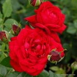 ROSA KORDES 2L Tiamo® - Obrázek 3