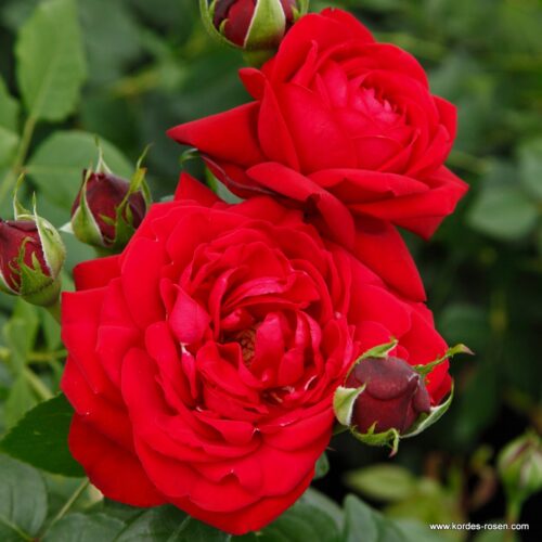 ROSA KORDES 2L Tiamo® - Obrázek 3