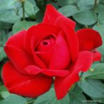 ROSA KORDES 2L Tiamo® - Obrázek 2