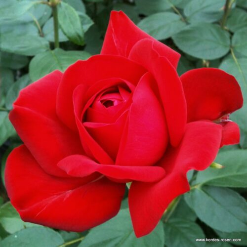 ROSA KORDES 2L Tiamo® - Obrázek 2