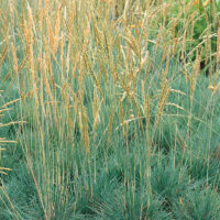 Koeleria glauca