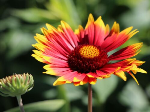 Gaillardia grandiflora 'Fackelschein' - Obrázek 1