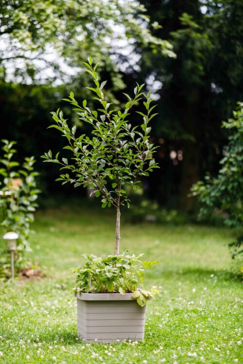 Truhlík samozavlažovací Berberis Uno - taupe 45 cm - Obrázek 2