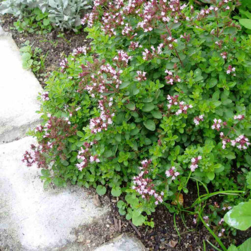 Origanum vulgare 'Compactum' – OREGÁNO - Obrázek 2