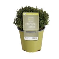BYLINKY Thymus citriodorus  P14