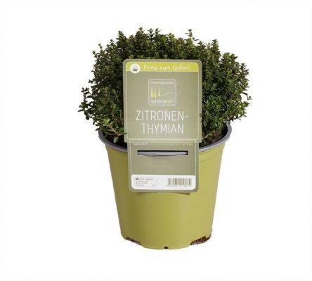 BYLINKY Thymus citriodorus  P14