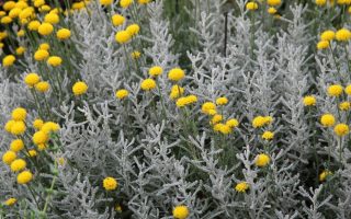 Santolina chamaecyparissus | Svatolína cypřišovitá (Sunny Herbs)