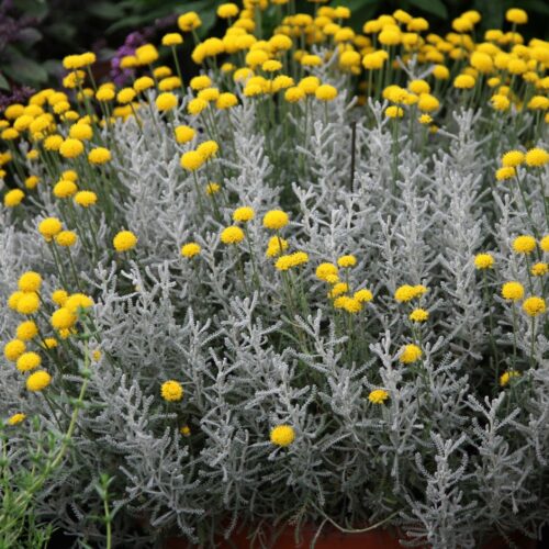 Santolina chamaecyparissus | Svatolína cypřišovitá (Sunny Herbs) - Image 1