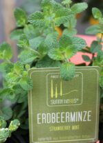 BYLINKY Mentha – Máta jahodová, P 14