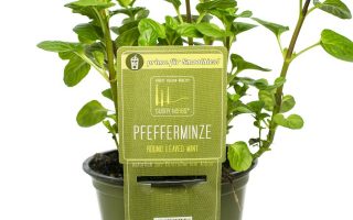 BYLINKY Mentha piperita, P 14 , Máta peprná