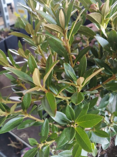 Rhododendron micranthum ´Bloombux´ ® – INKARHO , EXKLUSIV !! - Obrázek 23