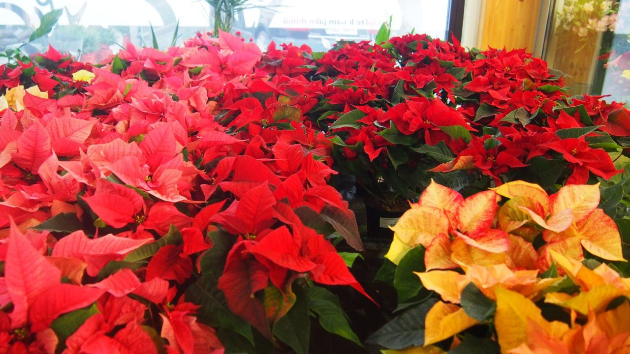 46525658_1251128735045101_1668046297107529728_o