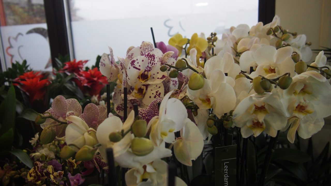 46524322_1251125481712093_545490258528043008_o