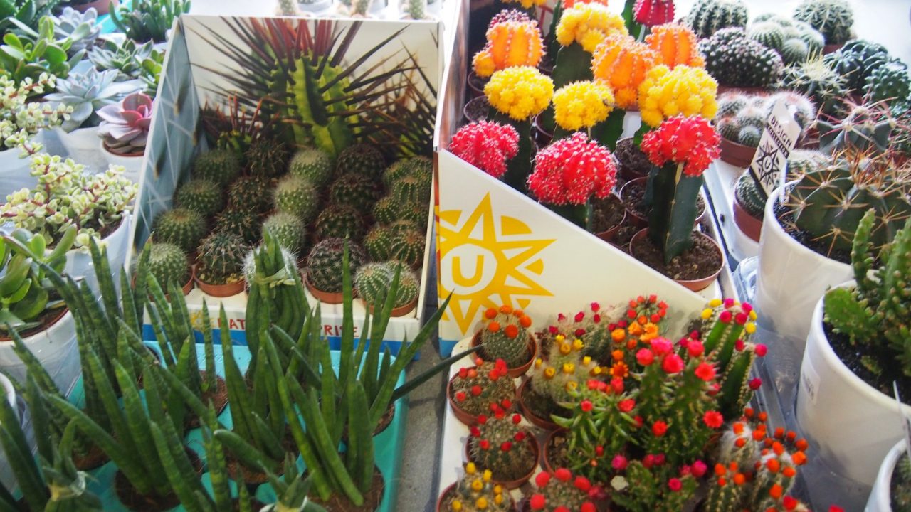 46524315_1251127768378531_4192784337491460096_o