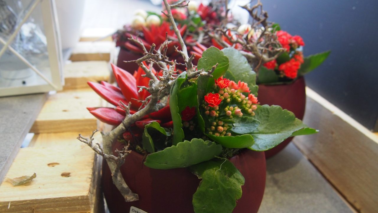 46523871_1251126055045369_672348074735042560_o