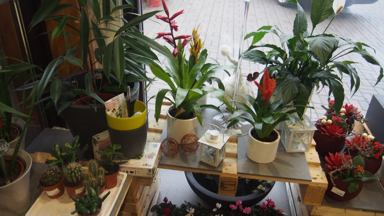 46521655_1251127391711902_5315024189168549888_o