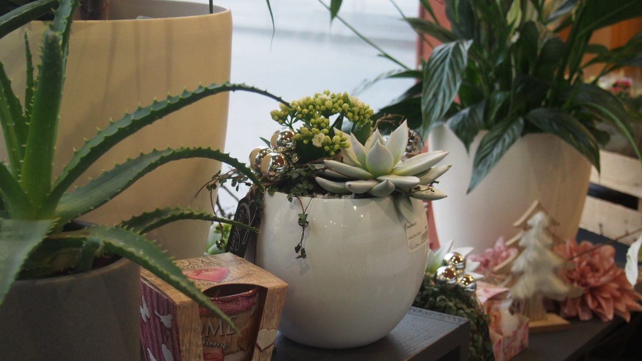 46517430_1251127355045239_5901403060340523008_o