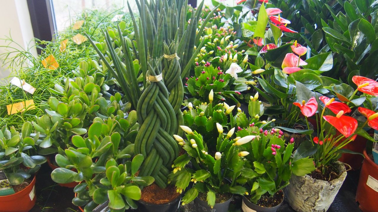 46513690_1251128401711801_6261896484585734144_o