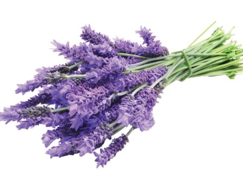 Lavandula angustifolia - Obrázek 5