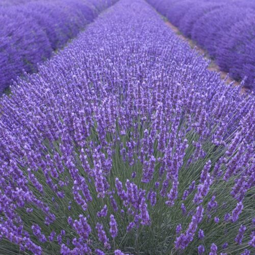 Lavandula angustifolia - Obrázek 4