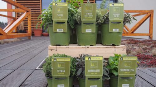 BYLINKY Salvia officinalis P14–PURPUREA, šalvěj lékařská - Obrázek 3