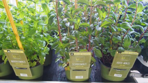 BYLINKY Mentha piperita, P 14 , Máta peprná – HUGO - Obrázek 2