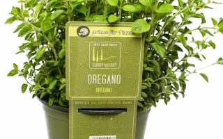 Origanum vulgare – OREGÁNO