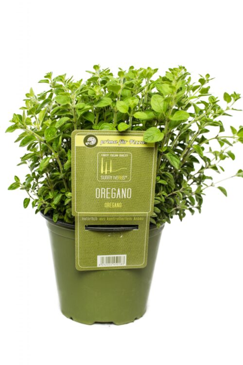 Origanum vulgare 'Compactum' – OREGÁNO - Obrázek 1