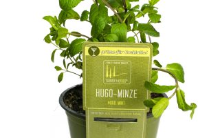 BYLINKY Mentha piperita, P 14 , Máta peprná – HUGO