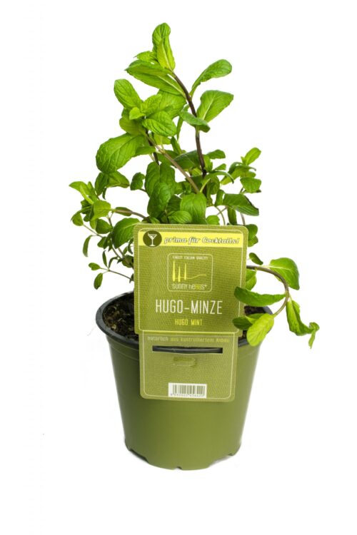 BYLINKY Mentha piperita, P 14 , Máta peprná – HUGO - Obrázek 1