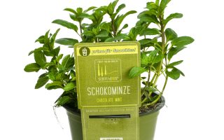 BYLINKY Mentha piperita Chocolate