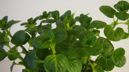 BYLINKY Mentha rotundifolia, P 14 , Máta peprná - Obrázek 4