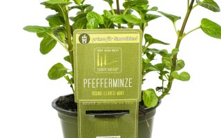 BYLINKY Mentha rotundifolia, P 14 , Máta peprná