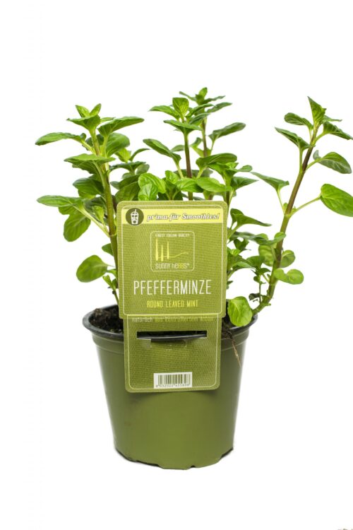 BYLINKY Mentha rotundifolia, P 14 , Máta peprná - Obrázek 1