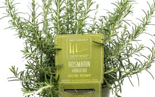 Rosmarinus officinalis_převislý