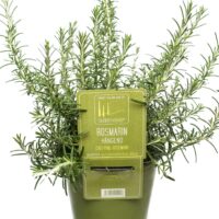 Rosmarinus officinalis převislý
