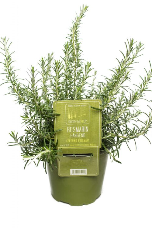 Rosmarinus officinalis_převislý - Image 1
