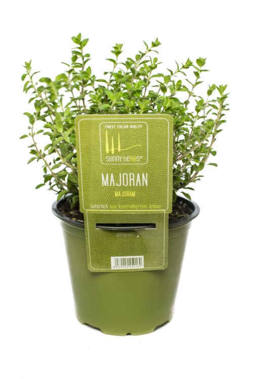 BYLINKY Origanum Majorana P 14, majoránka - Image 1