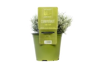 BYLINKY Currykraut P 14, Helichrysum italicum–Smil italský