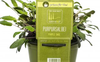 BYLINKY Salvia officinalis P14–PURPUREA, šalvěj lékařská