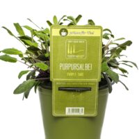 BYLINKY Salvia officinalis P14–PURPUREA, šalvěj lékařská