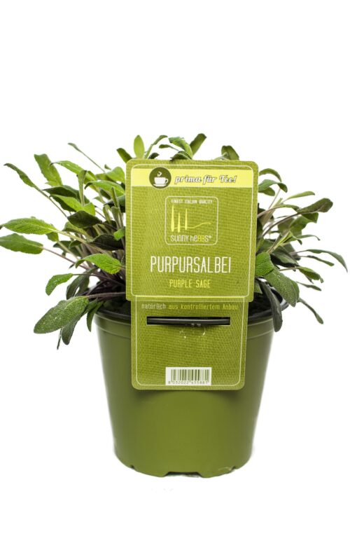 BYLINKY Salvia officinalis P14–PURPUREA, šalvěj lékařská - Obrázek 1