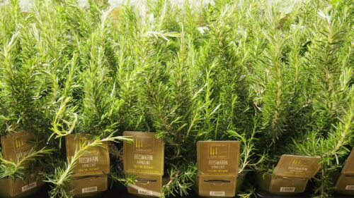 BYLINKY Rosmarinus officinalis P14–Rozmarýn lékařský - Obrázek 3